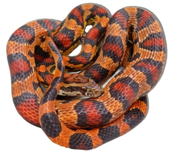 Corn Snake