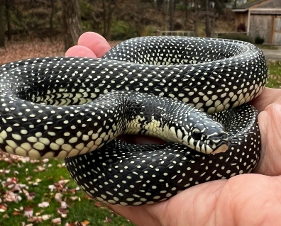 Speckled Kingsnake