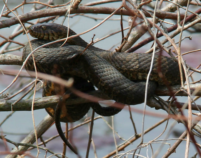 Northern Water Snake