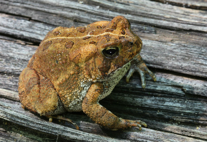 American Toad