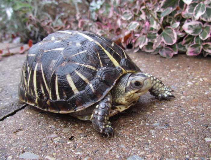 Florida Box Turtle